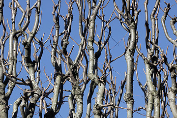 Image showing Bare Branches over Blue Sky