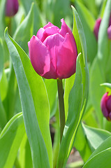 Image showing Tulips in spring