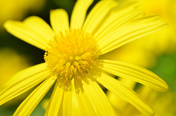 Image showing Yellow Daisy flower