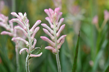 Image showing Closeup of kangaroo paw plant