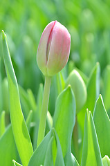 Image showing Tulips in spring