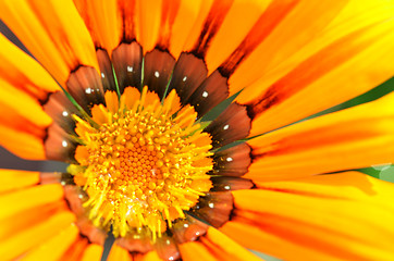 Image showing Beautiful flower in a meadow 