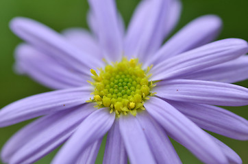 Image showing Lovely purple flower closeup