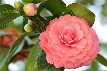 Image showing Bright pink Japanese camellia flower in bloom