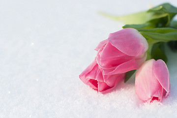 Image showing Spring card with tulips in the snow