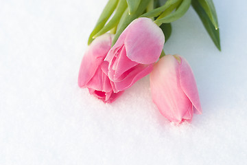 Image showing Spring card with tulips in the snow