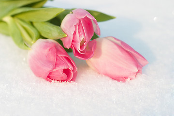 Image showing Spring card with tulips in the snow