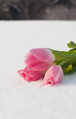 Image showing Spring card with tulips in the snow