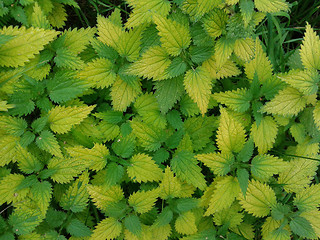 Image showing bright colored nettle