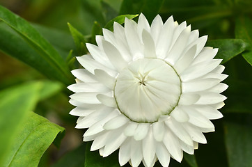 Image showing Sunny Side Up Shasta Daisy