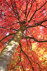 Image showing autumn leaves background