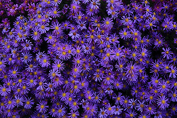 Image showing violet flowers background