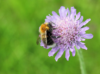 Image showing Field Scabious and Bumblebee