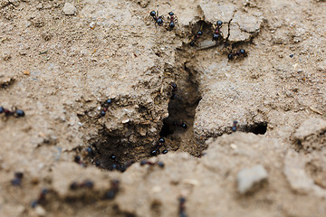 Image showing Anthill in soil