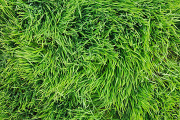 Image showing Large leaves of green grass top view