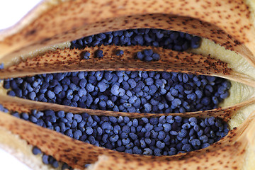 Image showing poppy seeds texture