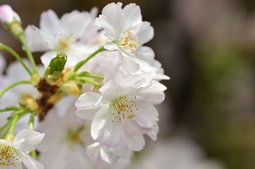 Image showing Beautiful Cherry blossom