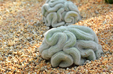 Image showing Brain cactus in the gardens by the bay Singapore