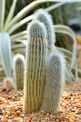 Image showing Old Peruvian Man Cacti from the Andes mountains