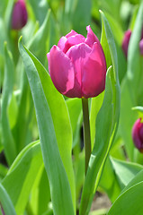 Image showing Tulips in spring