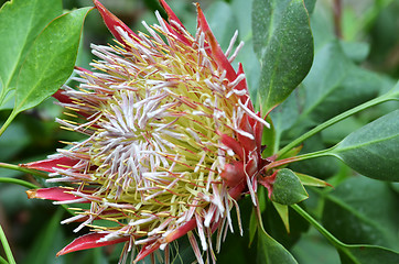 Image showing South African plant Protea cynaroides