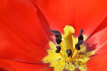 Image showing Beautiful close up of tulips in Gardens by the Bay in Singapore