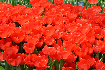 Image showing Beautiful close up of tulips in Gardens by the Bay in Singapore