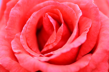 Image showing Red rose flower