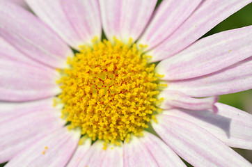 Image showing Lovely purple flower closeup