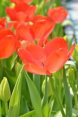 Image showing Tulips in spring