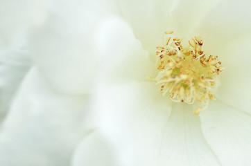 Image showing White rose flower