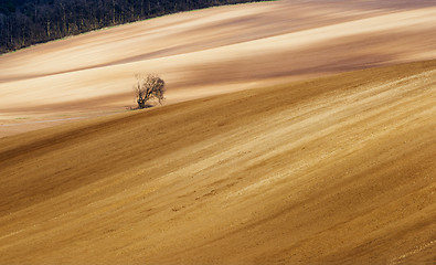 Image showing Spring landscape with tree, field and forest