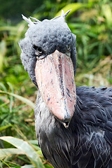 Image showing Shoebill (also known as whalehead or shoe-billed stork)