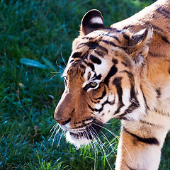 Image showing Tiger	