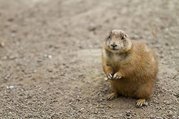 Image showing Squirrel