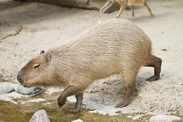 Image showing capybara