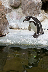 Image showing Penguins ,Sphenisciformes