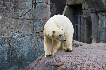 Image showing White bear