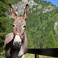 Image showing Donkey close up