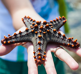 Image showing Holding a starfish