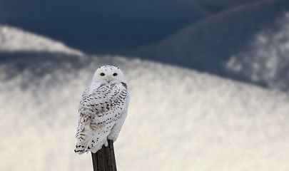Image showing Snowy Owl on Fence Post