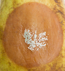 Image showing Pear with white area of fungus growing on it, selective focus