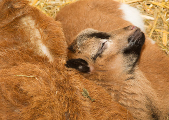 Image showing Newborn brown goat 