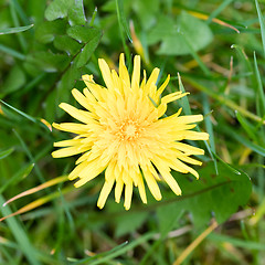 Image showing Yellow dandelion in the grass, selective focus, close up, macro