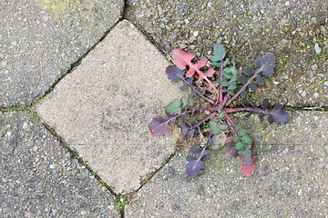 Image showing Weed growing in the cracks between patio stones