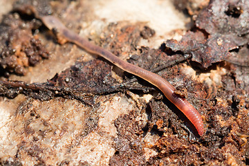 Image showing Earthworms on a piece of wood, selective focus