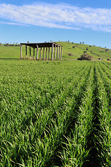 Image showing Farmers Crops Agriculure