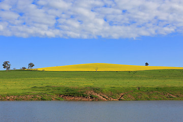 Image showing Canola Hills and Grazing Pastures