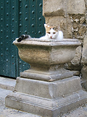 Image showing Cat on a plant pot