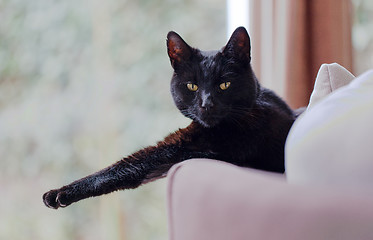 Image showing Black cat relaxing